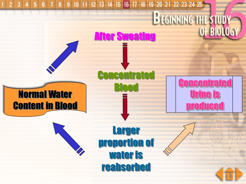 After Sweating Concentrated Blood Larger proportion of water is reabsorbed